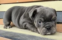 Muffin, a female English Bulldog for sale in Colorado Springs, CO – Photo 2 of 10