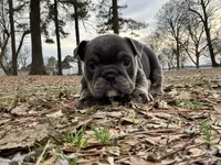 Muffin, a female English Bulldog for sale in Colorado Springs, CO – Photo 3 of 10