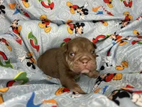 Goose, a male English Bulldog for sale in Colorado Springs, CO – 9 of 9