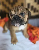 Layla, a female English Bulldog for sale in Colorado Springs, CO – 7 of 10