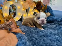 Rosie, a female English Bulldog for sale in Colorado Springs, CO – 4 of 8