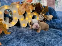 Bruno, a male English Bulldog for sale in Colorado Springs, CO – 4 of 10