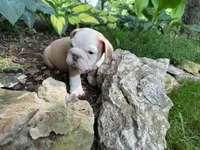 Gus, a male English Bulldog for sale in Colorado Springs, CO – 2 of 9