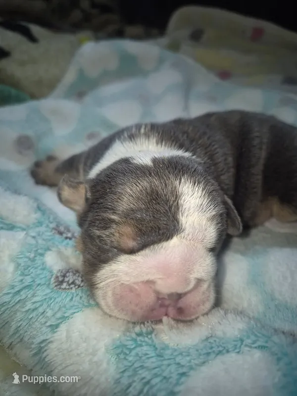 Bash – English Bulldog puppy for sale in Colorado Springs, CO