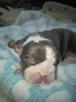 Bash, a male English Bulldog for sale in Colorado Springs, CO – 1 of 3
