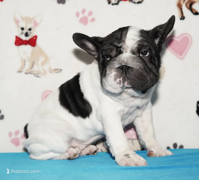 Jaq – French Bulldog puppy for sale in Colorado Springs, CO