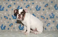 Biggie, a male English Bulldog for sale in Colorado Springs, CO – 6 of 10