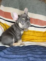 Andre, a male French Bulldog for sale in Colorado Springs, CO – 3 of 7