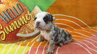 Brisket, a male English Bulldog for sale in Colorado Springs, CO – 2 of 4
