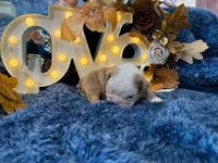 Gus, a male English Bulldog for sale in Colorado Springs, CO – 9 of 9