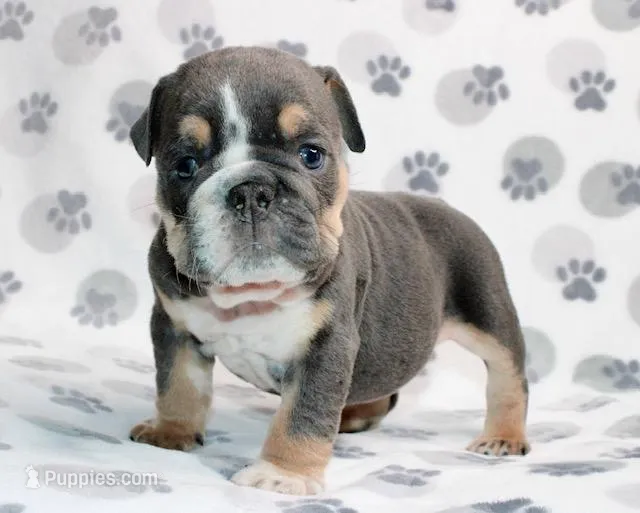 Gator – English Bulldog puppy for sale in Colorado Springs, CO