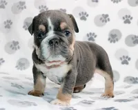 Gator, a male English Bulldog for sale in Colorado Springs, CO – 1 of 3