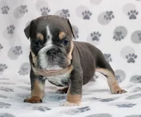 Gator, a male English Bulldog for sale in Colorado Springs, CO – 3 of 3