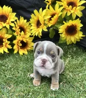 Nyra, a female English Bulldog for sale in Colorado Springs, CO – 7 of 10
