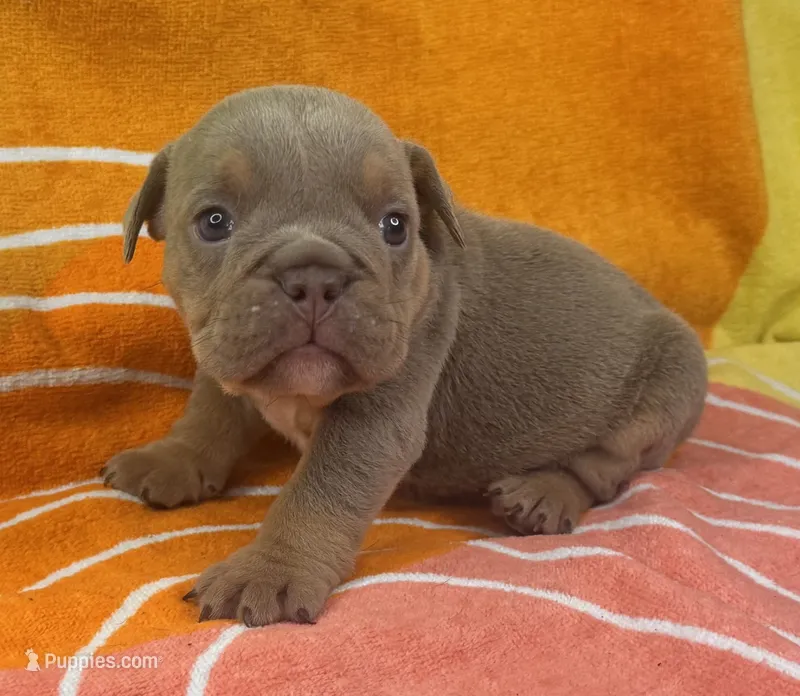 Carol – English Bulldog puppy for sale in Colorado Springs, CO