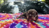 Emily, a female English Bulldog for sale in Colorado Springs, CO – 5 of 6