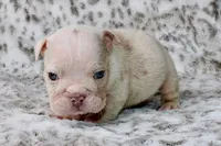 Pumpkin, a male English Bulldog for sale in Colorado Springs, CO – 3 of 4