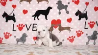 Turbo, a male English Bulldog for sale in Colorado Springs, CO – 6 of 10