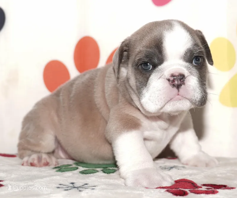 Chopper – English Bulldog puppy for sale in Colorado Springs, CO