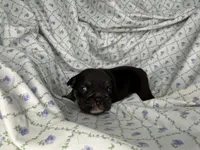 Phoenix, a female English Bulldog for sale in Colorado Springs, CO – 2 of 7
