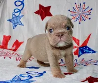 Oliver, a male English Bulldog for sale in Colorado Springs, CO – 3 of 3