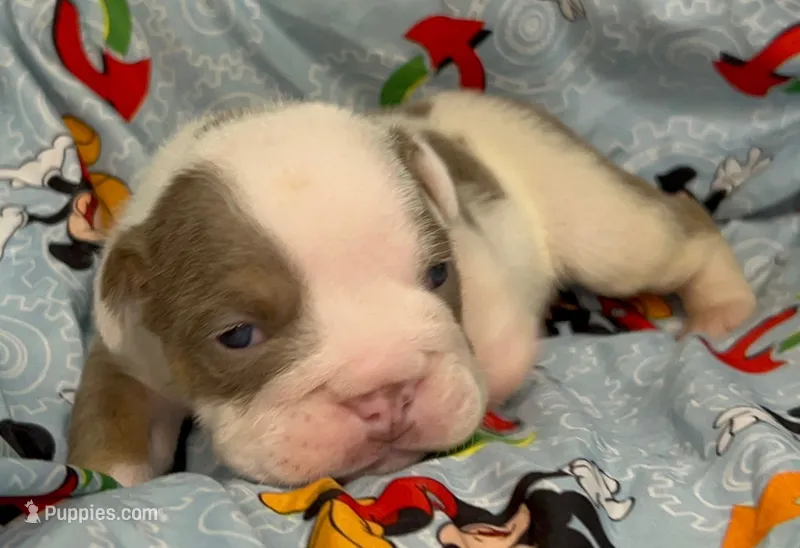 Maverick – English Bulldog puppy for sale in Colorado Springs, CO