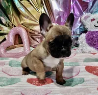 processed/9103f4dd-3fb8-45a1-8626-29ff9c922aa1/listing/fa072269-c406-4251-a5f1-513f8e7af41f/152e4de1-e151-4fb5-8dd2-eafacd78b1a4