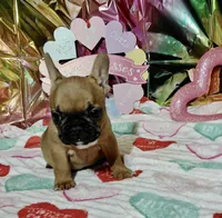 processed/9103f4dd-3fb8-45a1-8626-29ff9c922aa1/listing/fa072269-c406-4251-a5f1-513f8e7af41f/56b39280-d697-4255-b7eb-3086f8c61c8f