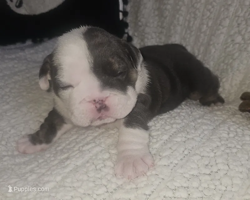 Spudly – English Bulldog puppy for sale in Colorado Springs, CO