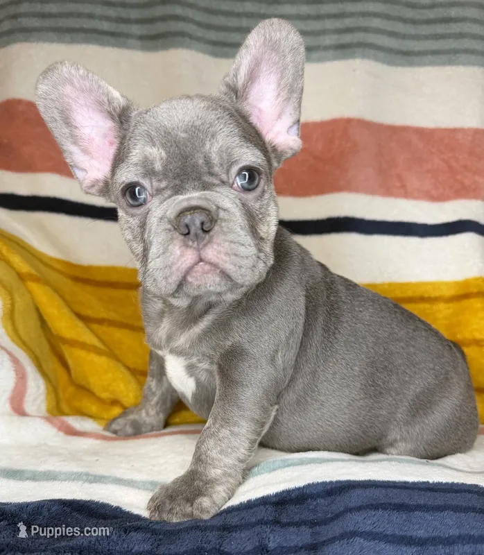 Matis – French Bulldog puppy for sale in Colorado Springs, CO