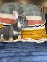 Andre, a male French Bulldog for sale in Colorado Springs, CO – 4 of 7