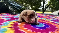 Rachel, a female English Bulldog for sale in Colorado Springs, CO – 6 of 9