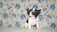 Jaq, a male French Bulldog for sale in Colorado Springs, CO – 2 of 10