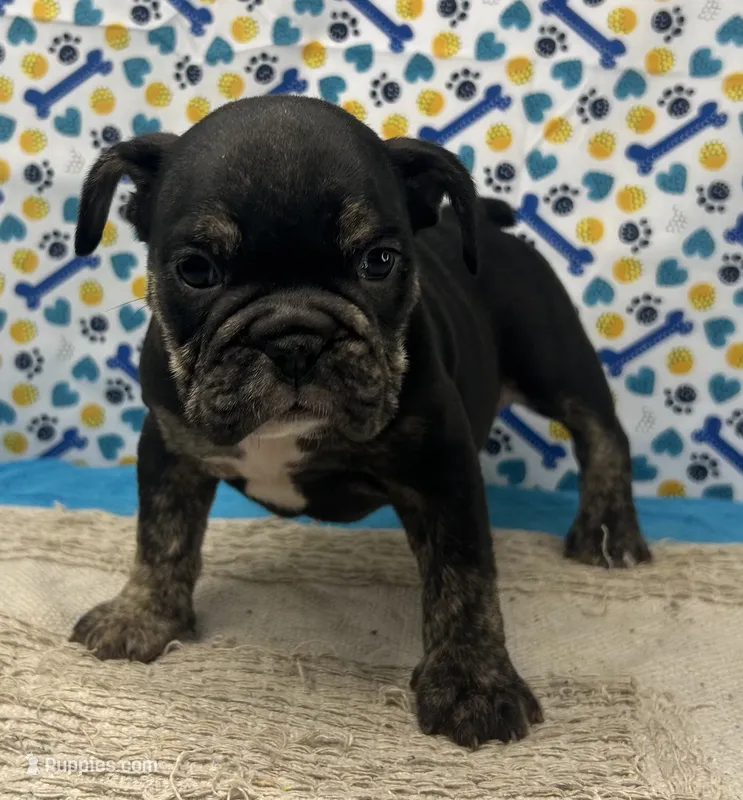 Phoenix – English Bulldog puppy for sale in Colorado Springs, CO