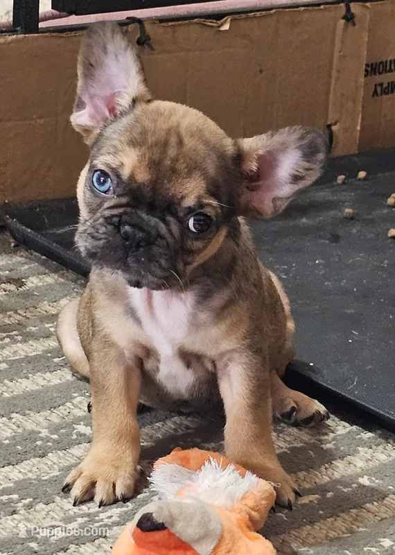 Mickey – French Bulldog puppy for sale in Colorado Springs, CO