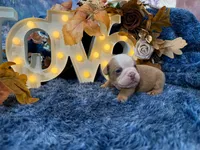 Bruno, a male English Bulldog for sale in Colorado Springs, CO – 8 of 10