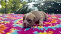 Rachel, a female English Bulldog for sale in Colorado Springs, CO – 7 of 9