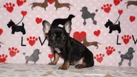 Marcel, a male French Bulldog for sale in Colorado Springs, CO – 4 of 10