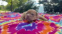 Janice, a female English Bulldog for sale in Colorado Springs, CO – 3 of 9