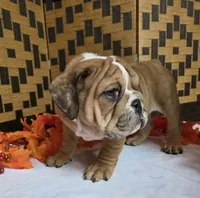Iggy, a male English Bulldog for sale in Colorado Springs, CO – 10 of 10