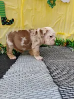 Truffle, a female English Bulldog for sale in Colorado Springs, CO – Photo 10 of 10