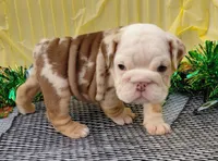 Truffle, a female English Bulldog for sale in Colorado Springs, CO – Photo 1 of 10