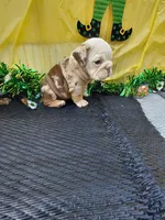 Truffle, a female English Bulldog for sale in Colorado Springs, CO – Photo 3 of 10