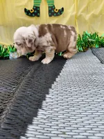 Truffle, a female English Bulldog for sale in Colorado Springs, CO – Photo 7 of 10