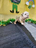 Truffle, a female English Bulldog for sale in Colorado Springs, CO – Photo 5 of 10