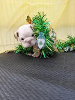 Truffle, a female English Bulldog for sale in Colorado Springs, CO – Photo 8 of 10