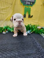 Truffle, a female English Bulldog for sale in Colorado Springs, CO – Photo 4 of 10