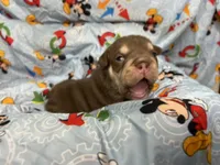 Jester, a male English Bulldog for sale in Colorado Springs, CO – 2 of 7