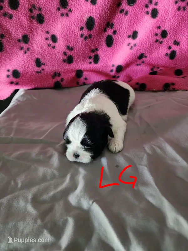 L . G  – Shih Tzu puppy for sale in Palatka, FL