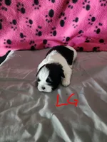 L . G , a female Shih Tzu for sale in Palatka, FL – 1 of 3